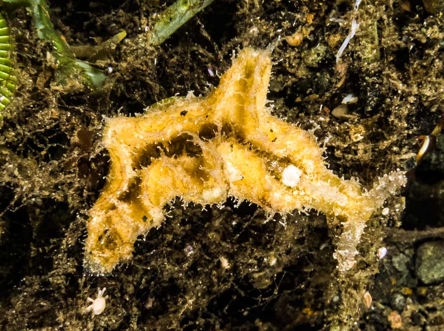 Elysia tomentosa